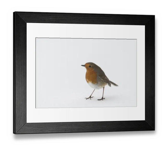 Framed Print : Robin (Erithacus rubecula) Standing in snow, Hertfordshire, ENgland, UK, March Framed Print : Robin (Erithacus rubecula) Standing in snow, Hertfordshire, ENgland, UK, March
