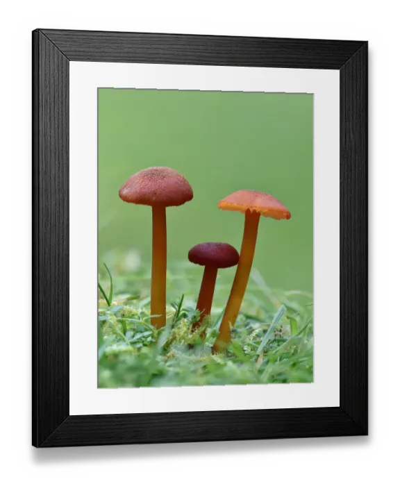 Framed Print : Vermillion Waxcap (Hygrocybe miniata) Group of three toadstools, Buckinghamshire
