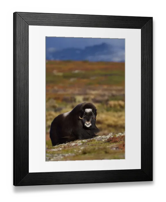 Framed Print : Muskox (Ovibos moschatus) in tundra with mountains in background, Dovrefjell National Park, Norway Framed Print : Muskox (Ovibos moschatus) in tundra with mountains in background, Dovrefjell National Park, Norway