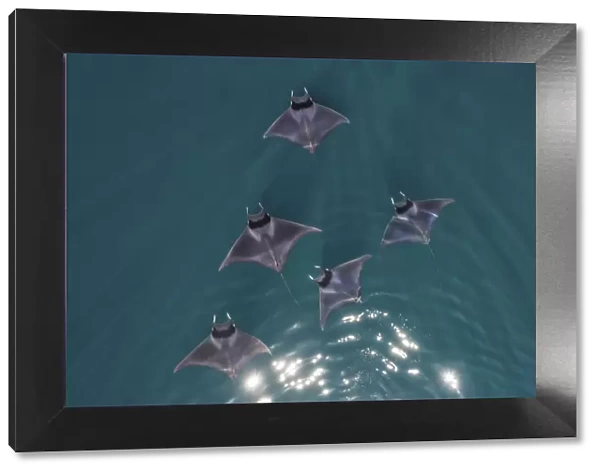 Spinetail devil rays (Mobula mobular) aerial Baja California, Mexico