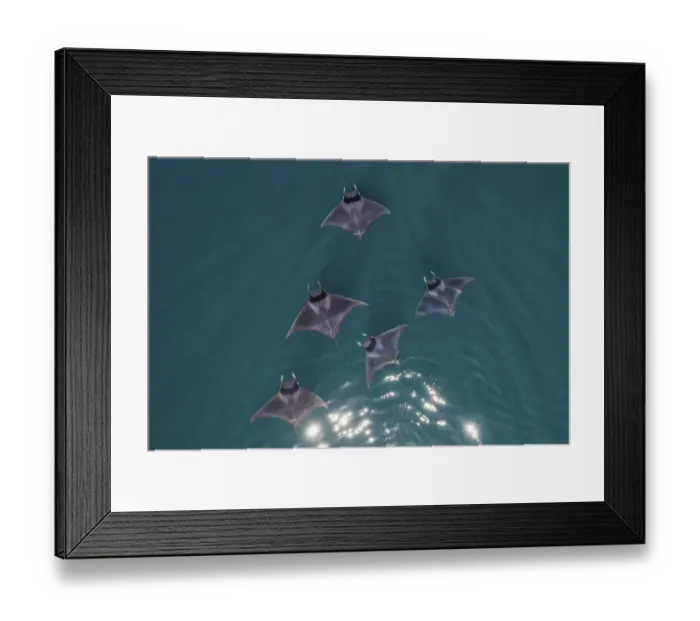 Framed Print : Spinetail devil rays (Mobula mobular) aerial Baja California, Mexico Framed Print : Spinetail devil rays (Mobula mobular) aerial Baja California, Mexico