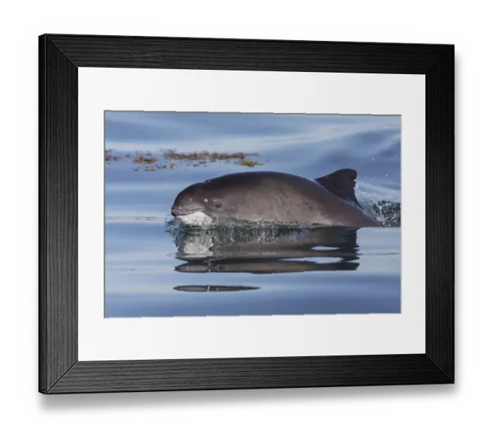 Framed Print : Harbour porpoise (Phocoena phocoena) surfacing Bay of Fundy, New Brunswick, Canada Framed Print : Harbour porpoise (Phocoena phocoena) surfacing Bay of Fundy, New Brunswick, Canada