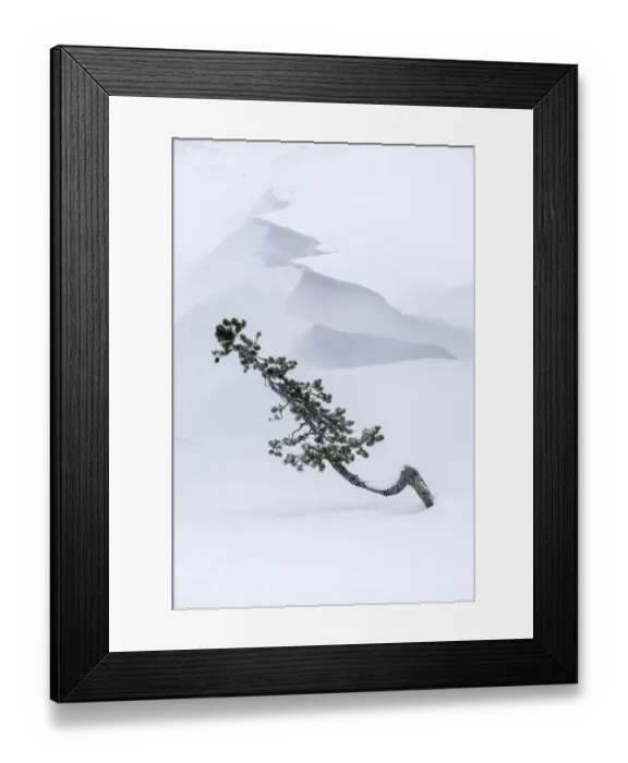 Framed Print : Conifer sapling emerging from snow drift with cornice. Hayden Valley, Yellowstone National Park