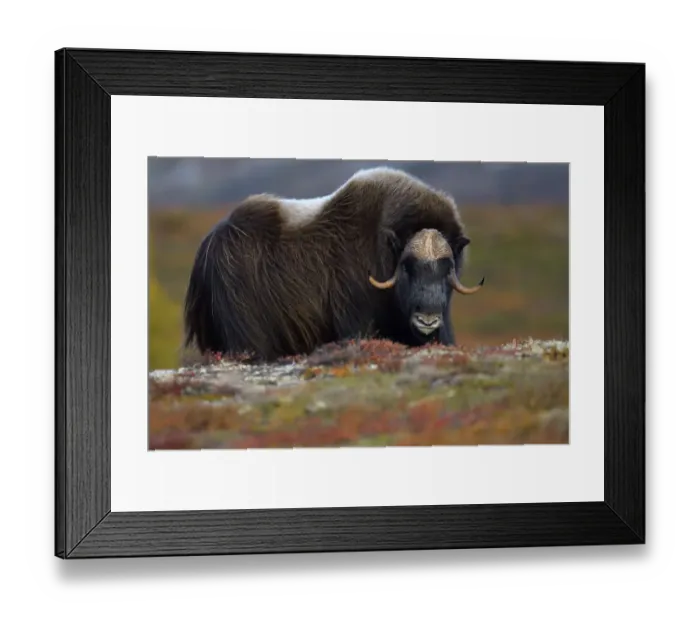 Framed Print : Muskox (Ovibos moschatus), male portrait. Dovrefjell National Park, Norway Framed Print : Muskox (Ovibos moschatus), male portrait. Dovrefjell National Park, Norway