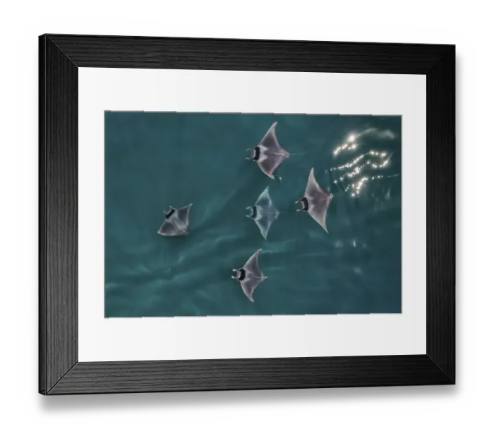 Framed Print : Spinetail devil rays (Mobula mobular) aerial view, Baja California, Mexico Framed Print : Spinetail devil rays (Mobula mobular) aerial view, Baja California, Mexico