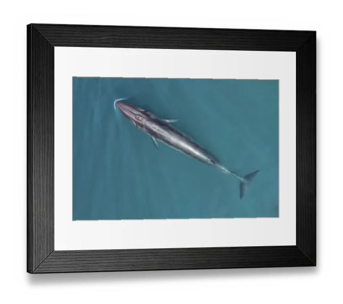 Framed Print : Brydes whale (Balaenoptera edeni) aerial view, Baja California, Mexico Framed Print : Brydes whale (Balaenoptera edeni) aerial view, Baja California, Mexico