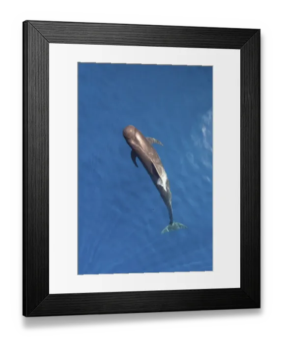 Framed Print : Short-finned pilot whale (Globicephala macrorhynchus) aerial view, Baja California Framed Print : Short-finned pilot whale (Globicephala macrorhynchus) aerial view, Baja California