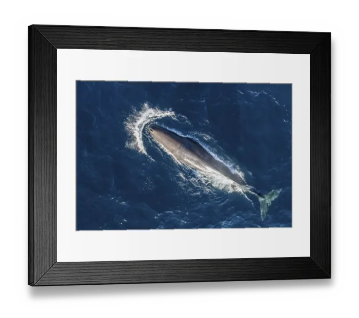 Framed Print : Sperm whale (Physeter macrocephalus) aerial view. Baja California, Mexico Framed Print : Sperm whale (Physeter macrocephalus) aerial view. Baja California, Mexico