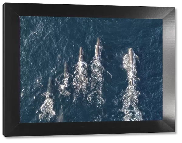 Sperm whales (Physeter macrocephalus) aerial shot showing much larger male on right