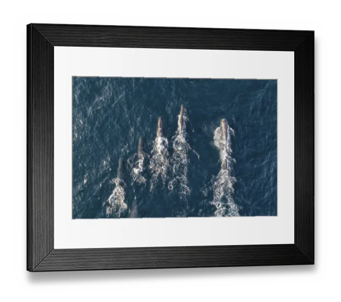 Framed Print : Sperm whales (Physeter macrocephalus) aerial shot showing much larger male on right Framed Print : Sperm whales (Physeter macrocephalus) aerial shot showing much larger male on right