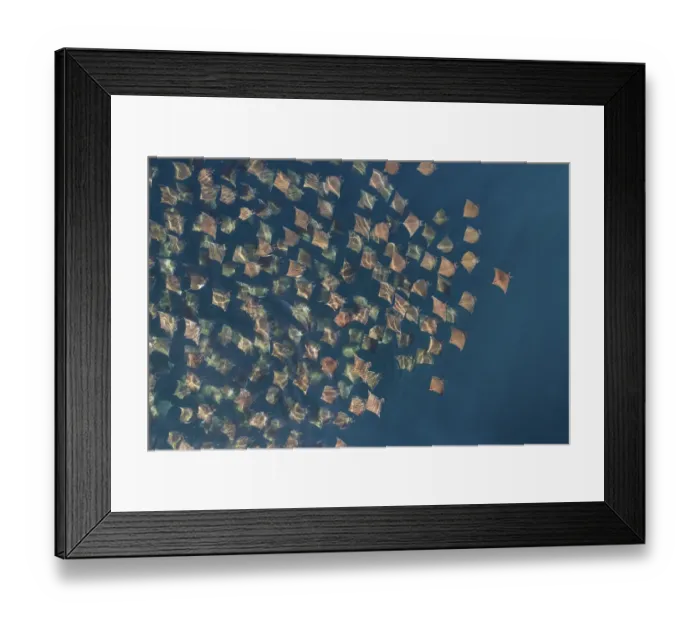 Framed Print : Munks pygmy devil ray / Munks mobula (Mobula munkiana) large school from the air Framed Print : Munks pygmy devil ray / Munks mobula (Mobula munkiana) large school from the air