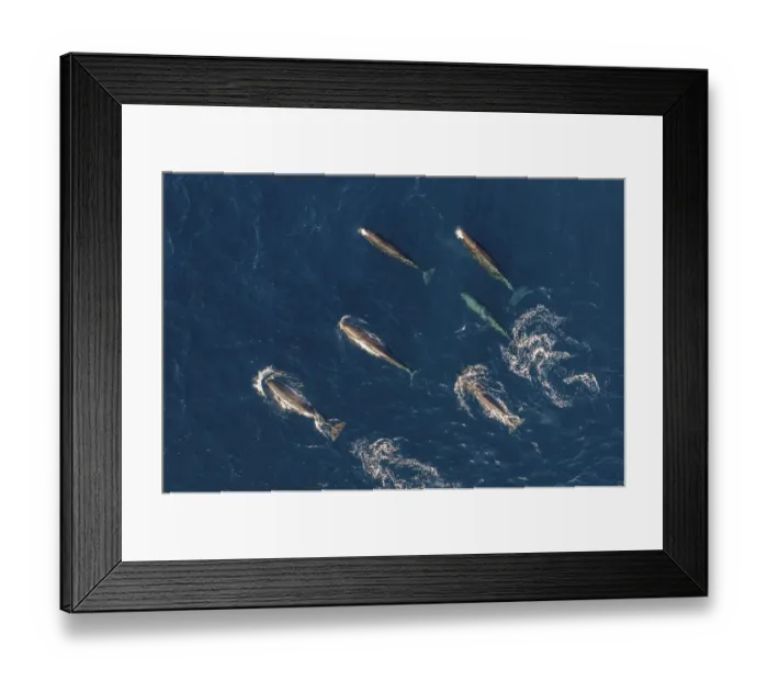 Framed Print : Sperm whales (Physeter macrocephalus) female group, aerial view. Baja California