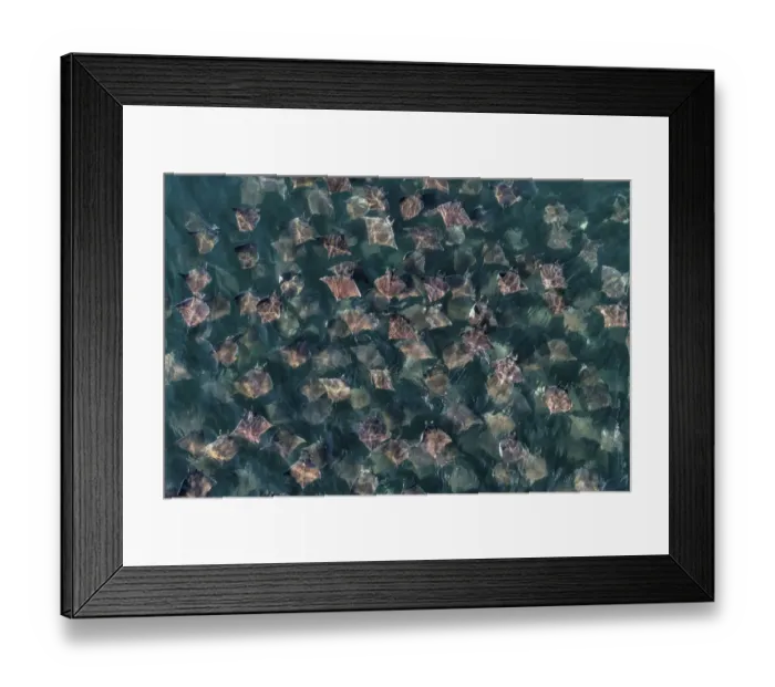 Framed Print : Munks pygmy devil ray / Munks mobula (Mobula munkiana) large school from the air Framed Print : Munks pygmy devil ray / Munks mobula (Mobula munkiana) large school from the air