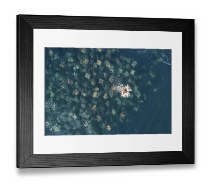 Framed Print : Munks pygmy devil ray  /  Munks mobula (Mobula munkiana) large school from the air