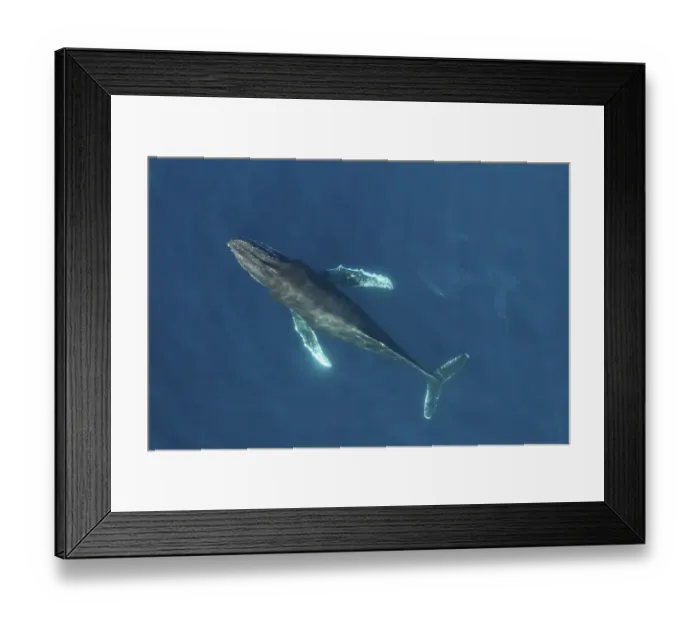 Framed Print : RF Humpback whale (Megaptera novaeangliae) aerial view. Baja California, Mexico Framed Print : RF Humpback whale (Megaptera novaeangliae) aerial view. Baja California, Mexico