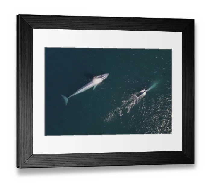 Framed Print : Blue whales (Balaenoptera musculus) surfacing, aerial shot, Baja California Framed Print : Blue whales (Balaenoptera musculus) surfacing, aerial shot, Baja California