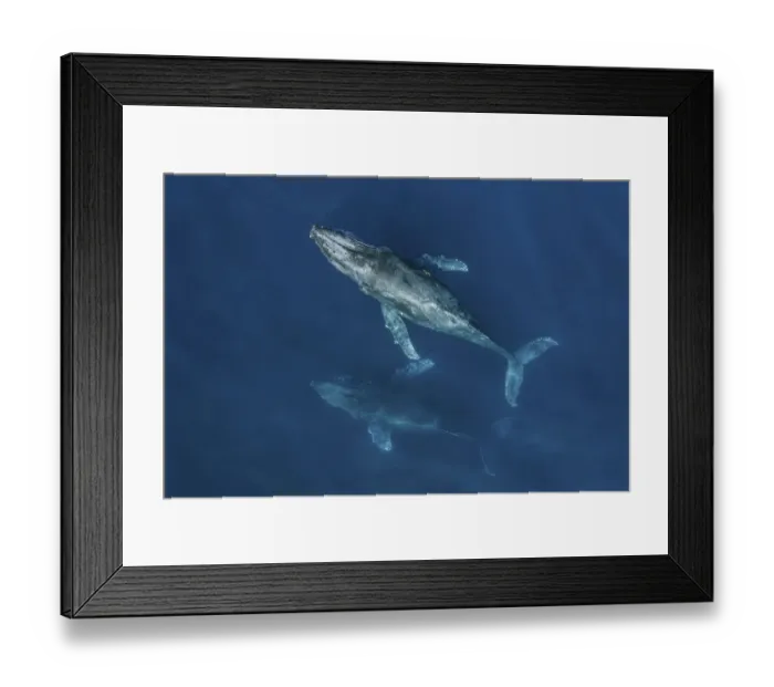 Framed Print : Humpback whales (Megaptera novaeangliae) aerial. Baja California, Mexico Framed Print : Humpback whales (Megaptera novaeangliae) aerial. Baja California, Mexico