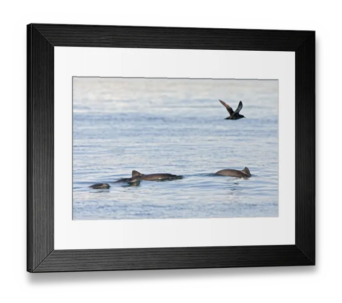 Framed Print : Harbour porpoises (Phocoena phocoena) - rare picture of small group Bay of Fundy Framed Print : Harbour porpoises (Phocoena phocoena) - rare picture of small group Bay of Fundy