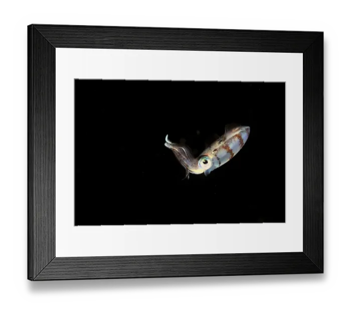 Framed Print : Caribbean reef squid (Sepioteuthis sepioidea) swimming in open water at night, Guadeloupe Island Framed Print : Caribbean reef squid (Sepioteuthis sepioidea) swimming in open water at night, Guadeloupe Island