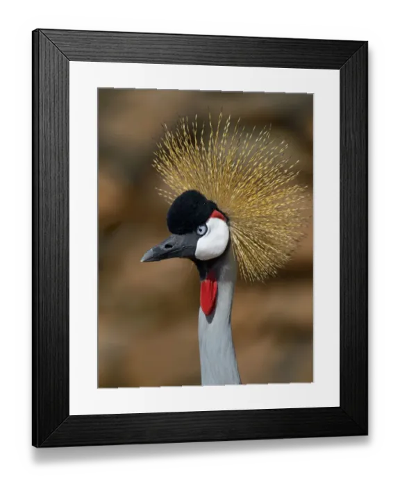 Framed Print : Black Crowned Crane (Balearica pavonina) portrait, Samburu National Reserve, Kenya Framed Print : Black Crowned Crane (Balearica pavonina) portrait, Samburu National Reserve, Kenya