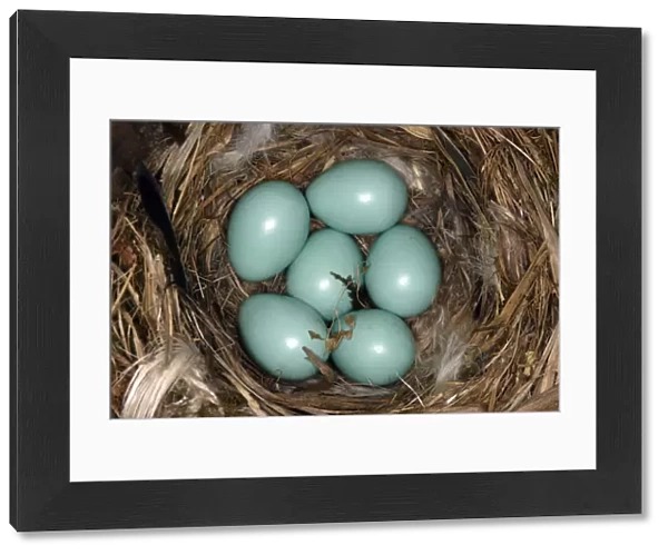 Common redstart (Phoenicurus phoenicurus) nest with six eggs, Alsace, France