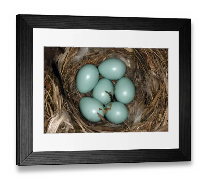 Framed Print : Common redstart (Phoenicurus phoenicurus) nest with six eggs, Alsace, France Framed Print : Common redstart (Phoenicurus phoenicurus) nest with six eggs, Alsace, France