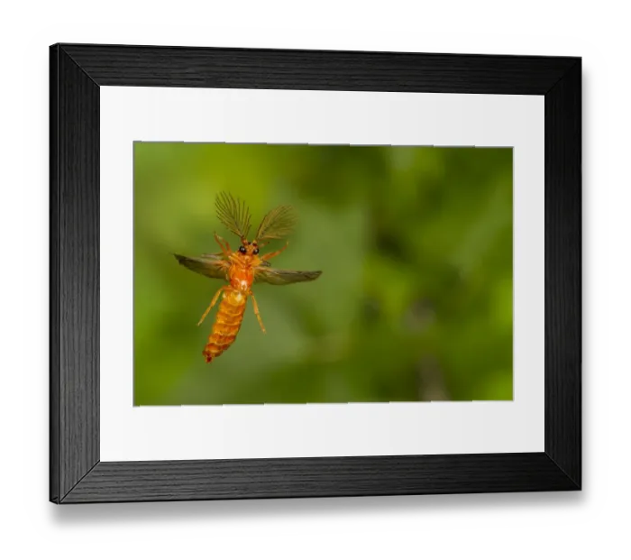 Framed Print : Glowworm beetle (Phengodes sp. ) male flying, Tuscaloosa County, Alabama, USA Controlled conditions Framed Print : Glowworm beetle (Phengodes sp. ) male flying, Tuscaloosa County, Alabama, USA Controlled conditions