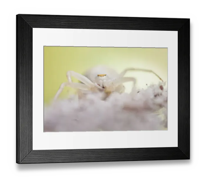 Framed Print : White form of goldenrod crab spider (Misumenia vatia) camouflaged on umbelliferae Framed Print : White form of goldenrod crab spider (Misumenia vatia) camouflaged on umbelliferae