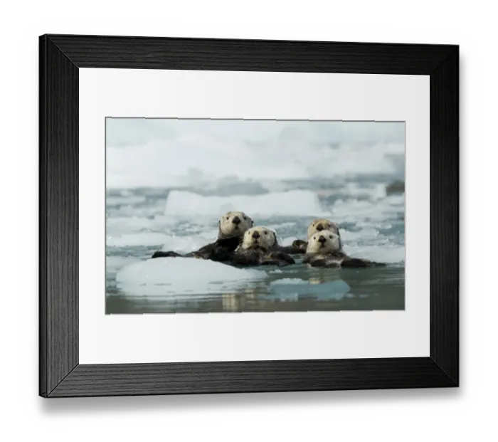 Framed Print : Sea otter (Enhydra lutris) group of four resting among sea ice, Alaska, USA, June Framed Print : Sea otter (Enhydra lutris) group of four resting among sea ice, Alaska, USA, June