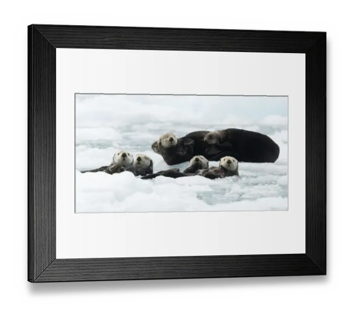 Framed Print : Sea otters (Enhydra lutris) resting on ice, Alaska, USA, June