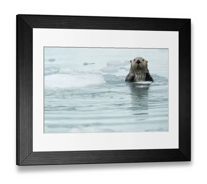Framed Print : Sea otter (Enhydra lutris) resting amongst sea ice, Alaska, USA, June Framed Print : Sea otter (Enhydra lutris) resting amongst sea ice, Alaska, USA, June