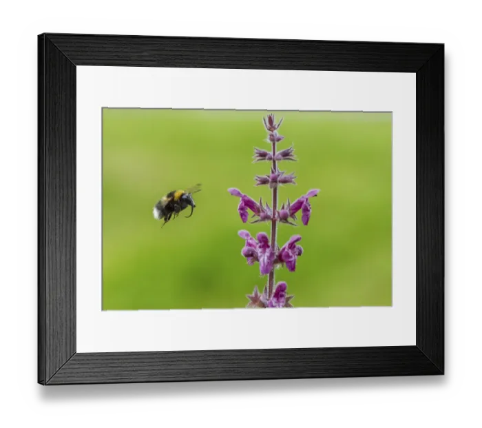 Framed Print : Garden bumblebee (Bombus hortorum) flying to Hedge woundwort (Stachys sylvatica) Monmouthshire Framed Print : Garden bumblebee (Bombus hortorum) flying to Hedge woundwort (Stachys sylvatica) Monmouthshire