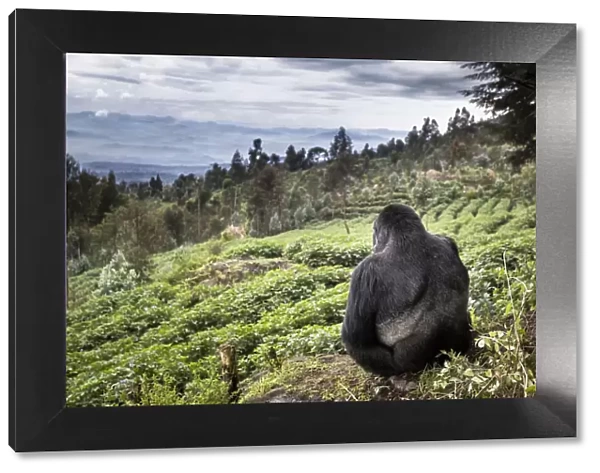 Mountain gorilla (Gorilla beringei beringei) silverback sitting on boundary wall