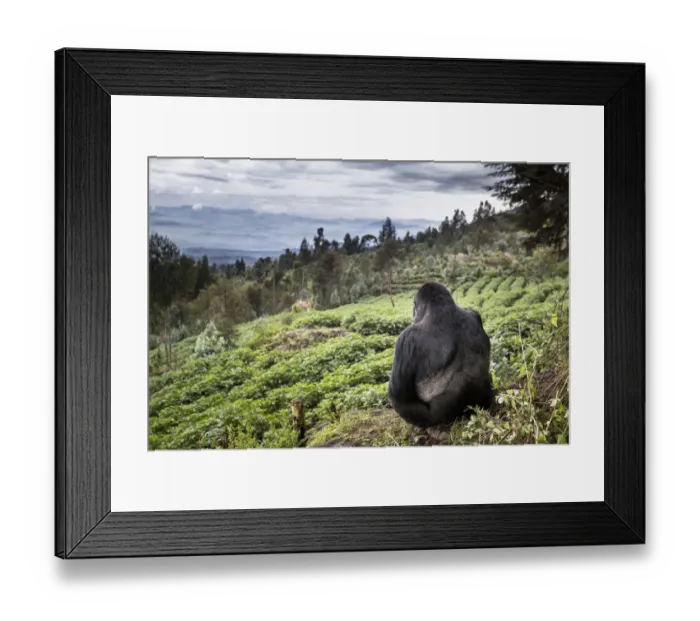 Framed Print : Mountain gorilla (Gorilla beringei beringei) silverback sitting on boundary wall Framed Print : Mountain gorilla (Gorilla beringei beringei) silverback sitting on boundary wall
