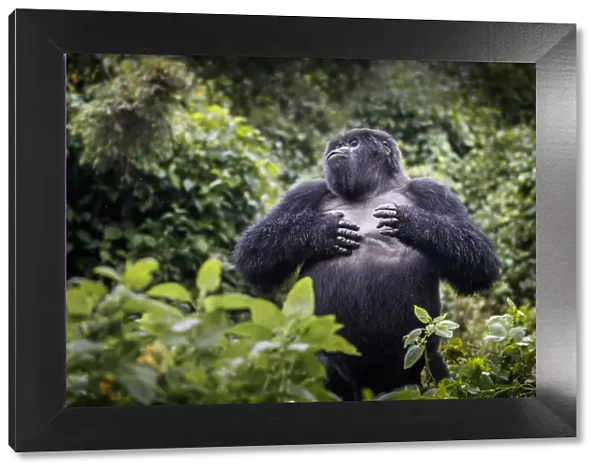 Mountain gorilla (Gorilla beringei beringei) blackback, juvenile male demonstrating power