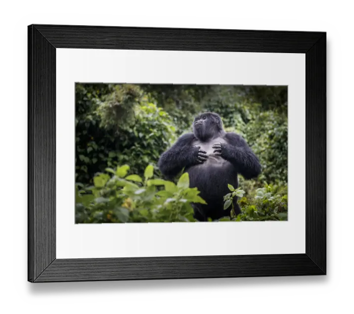 Framed Print : Mountain gorilla (Gorilla beringei beringei) blackback, juvenile male demonstrating power