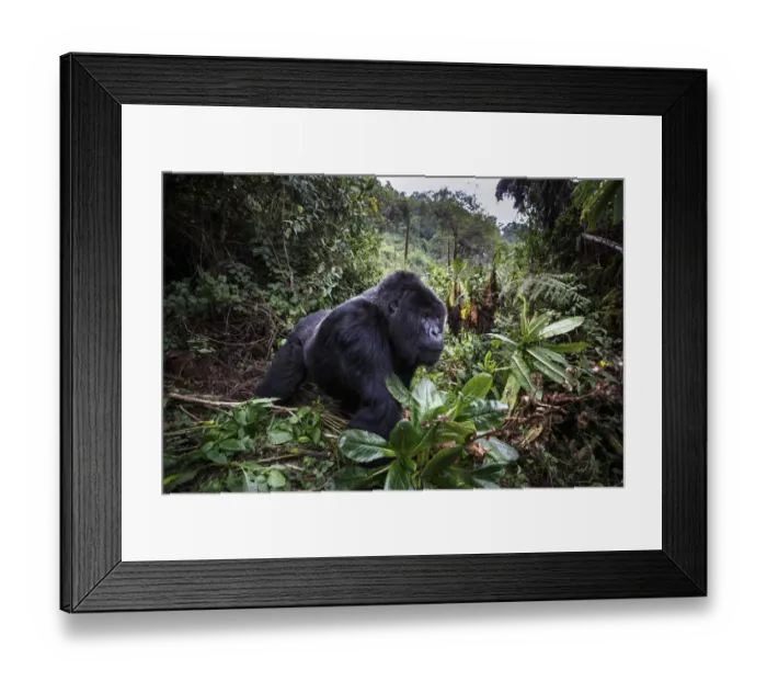Framed Print : Mountain gorilla (Gorilla beringei beringei), dominant silverback in forest clearing Framed Print : Mountain gorilla (Gorilla beringei beringei), dominant silverback in forest clearing