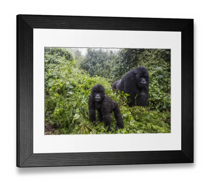 Framed Print : Mountain gorilla (Gorilla beringei beringei), silverback and juvenile son. Volcanoes National Park Framed Print : Mountain gorilla (Gorilla beringei beringei), silverback and juvenile son. Volcanoes National Park