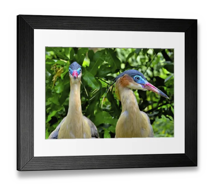 Framed Print : Whistling heron (Syrigma sibilatrix sibilatrix), southern subspecies, native to Bolivia Framed Print : Whistling heron (Syrigma sibilatrix sibilatrix), southern subspecies, native to Bolivia