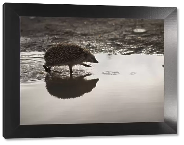 Hedgehog (Erinaceus europaeus) walking through puddle. Sado Estuary, Portugal. March