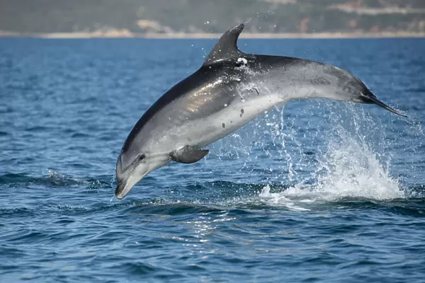 Bottlenose dolphin (Tursiops truncatus) porpoising, Sado Estuary, Portugal. October