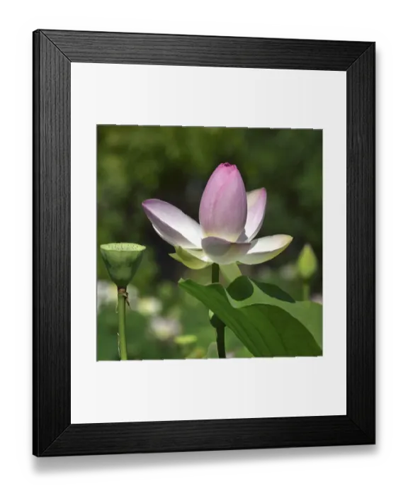 Framed Print : Lotus (Nelumbo nucifera) in flower in botanic garden, Vendee, France, July Framed Print : Lotus (Nelumbo nucifera) in flower in botanic garden, Vendee, France, July