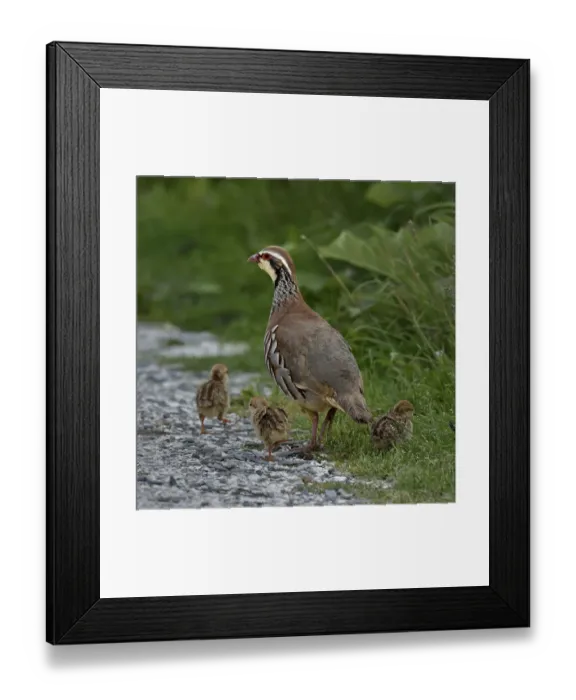 Framed Print : Red-legged partridge (Alectoris rufa) with chicks, Vendee, France, June Framed Print : Red-legged partridge (Alectoris rufa) with chicks, Vendee, France, June