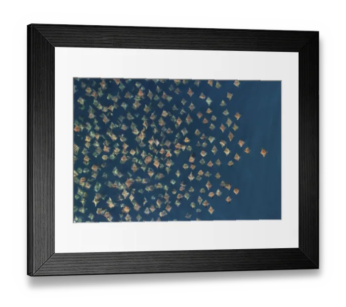 Framed Print : Munks pygmy devil ray / Munks mobula (Mobula munkiana) large school from the air Framed Print : Munks pygmy devil ray / Munks mobula (Mobula munkiana) large school from the air