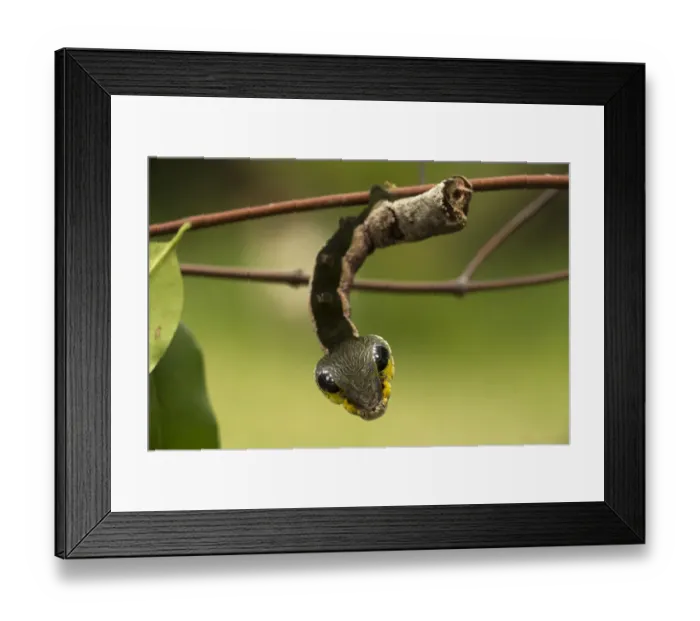 Framed Print : Sphinx hawk moth (Hemeroplanes triptolemus) caterpillar, snake mimic species, Amarakaeri Framed Print : Sphinx hawk moth (Hemeroplanes triptolemus) caterpillar, snake mimic species, Amarakaeri