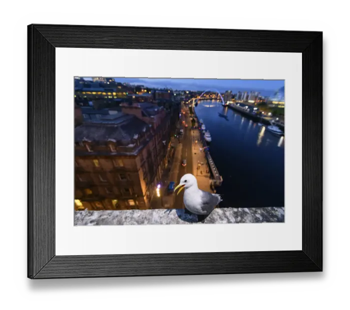 Framed Print : Black-legged kittiwake (Rissa tridactyla) adult perched on the side of the Tyne Bridge Framed Print : Black-legged kittiwake (Rissa tridactyla) adult perched on the side of the Tyne Bridge