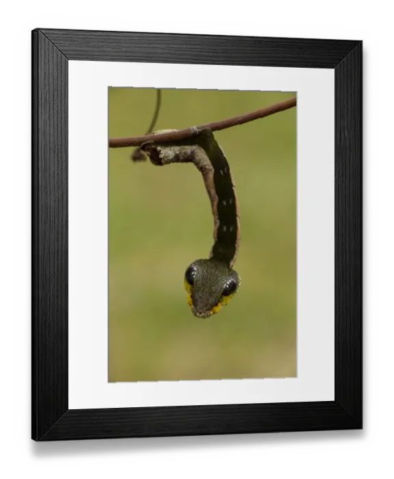 Framed Print : Sphinx hawk moth (Hemeroplanes triptolemus) caterpillar, snake mimic species, Amarakaeri Framed Print : Sphinx hawk moth (Hemeroplanes triptolemus) caterpillar, snake mimic species, Amarakaeri