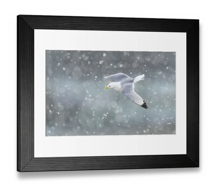 Framed Print : Black-legged kittiwake (Rissa tridactyla) in flight over Newcastle city centre in a blizzard Framed Print : Black-legged kittiwake (Rissa tridactyla) in flight over Newcastle city centre in a blizzard
