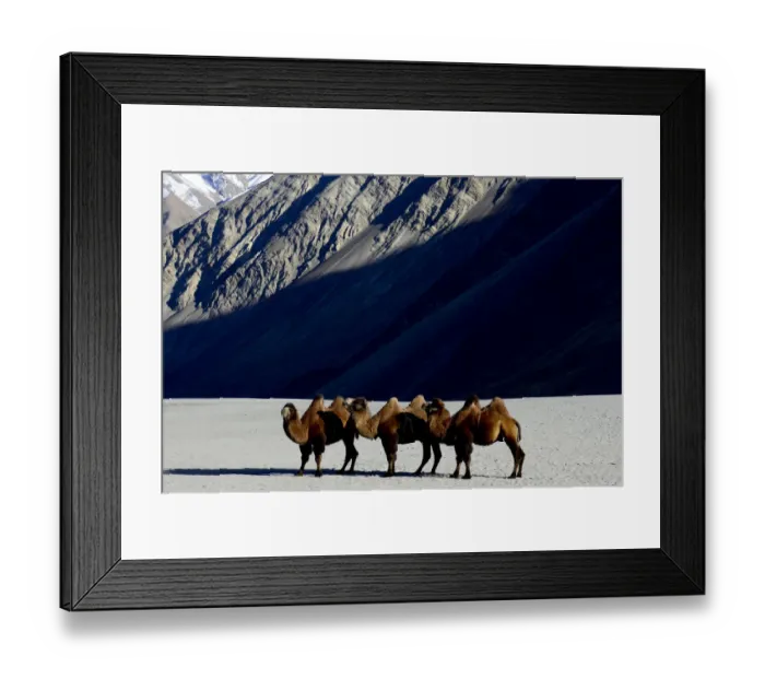 Framed Print : Bactrian camels (Camelus bactrianus) on sand, Nubra Valley, Ladakh, India. September Framed Print : Bactrian camels (Camelus bactrianus) on sand, Nubra Valley, Ladakh, India. September