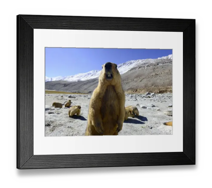 Framed Print : Himalayan marmot (Marmota himalayana). Chantang Wlidlife Sanctuary. Ladakh, India Framed Print : Himalayan marmot (Marmota himalayana). Chantang Wlidlife Sanctuary. Ladakh, India